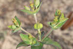 Greater Florida spurge